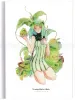 Em Nishizuka Summer Specimen - inside page