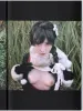 Kanako Tama Seven Stars Falling on Skin SIGNED - inside page