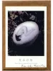 Kenichi Murata 11 Sleeping Princesses Postcard Set