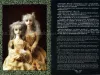 Mari Shimizu Ashes to Ashes - inside pages