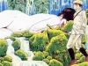 Suehiro Maruo Yasha Ga Ike original painting - detail