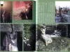 Talking Heads No. 59 Magazine Strange Pet - Neko Expo